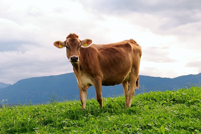 cow-950227_640